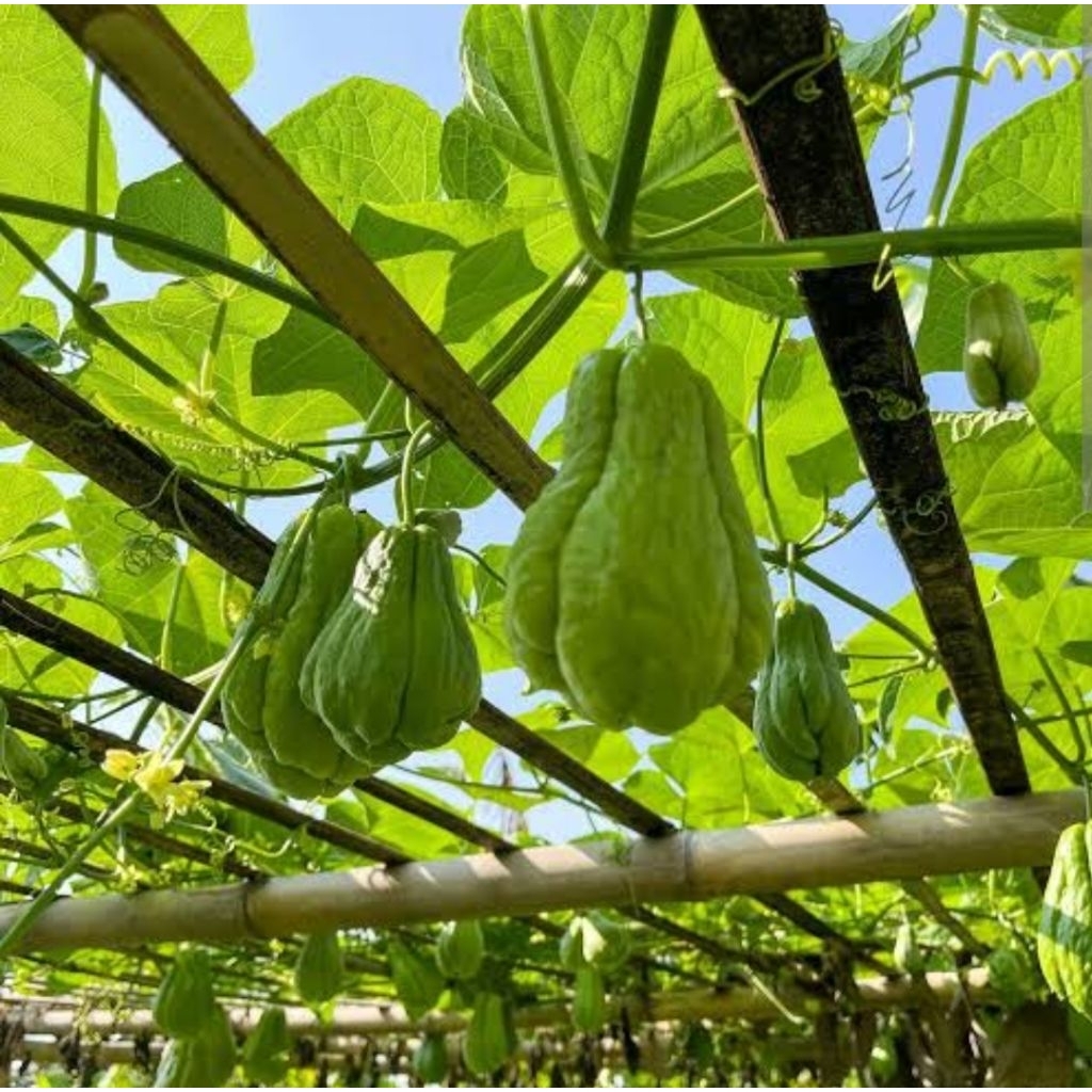 

Labu Siam Fresh Lokal uk Medium 400 gr