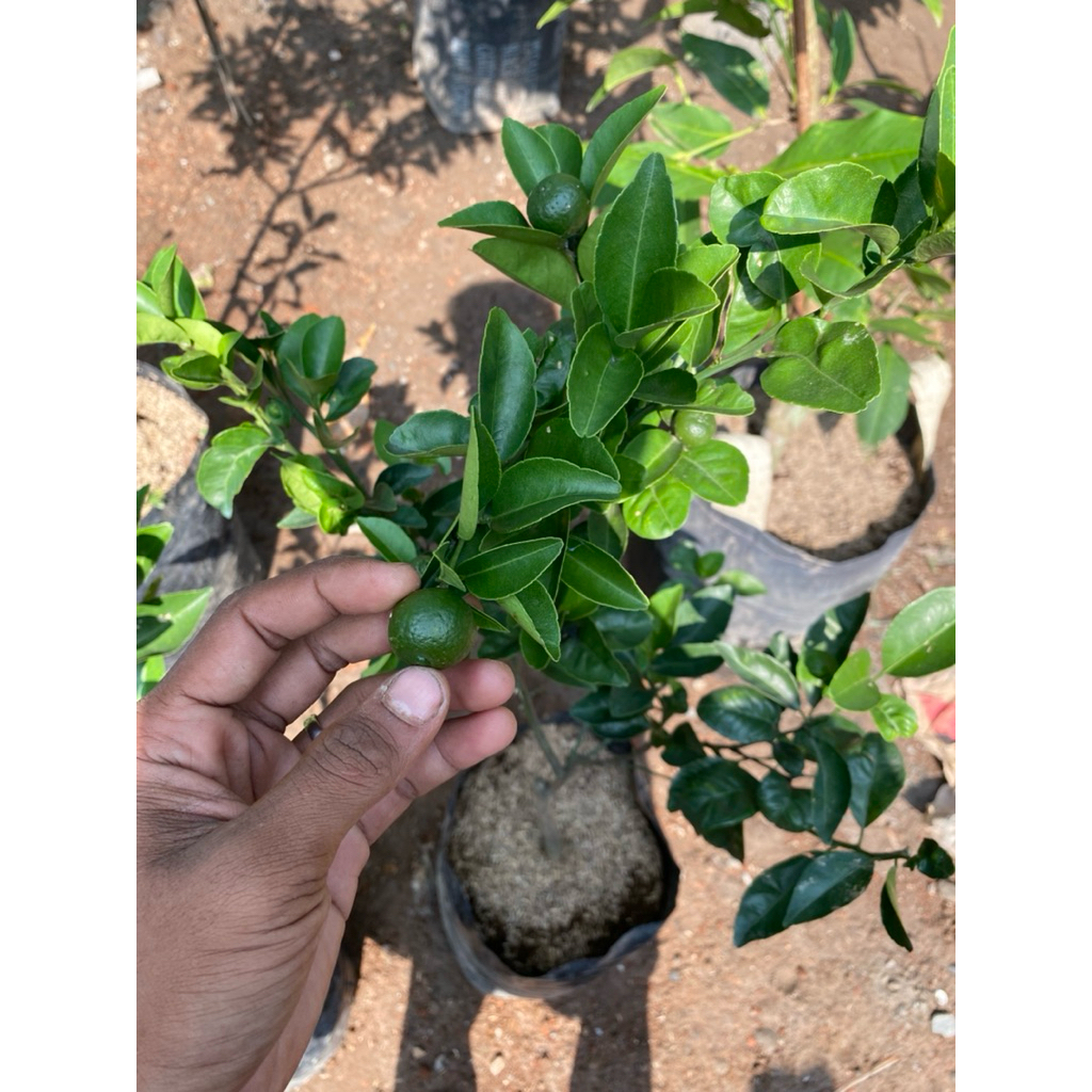 RAGIL - bibit jeruk Citayam / santang madu hijau manis bergaransi