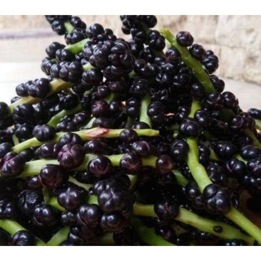 

Buah angkung segar petik langsung 100 butir