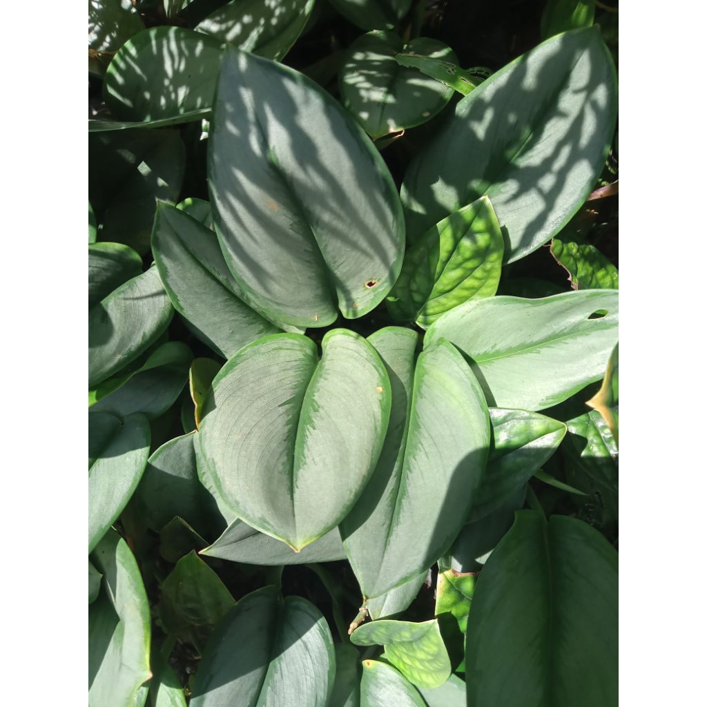 Scindapsus susu,pohon scindapsus susu tanaman scindapsus pohon scindapsus Scindapsus trubii monlight