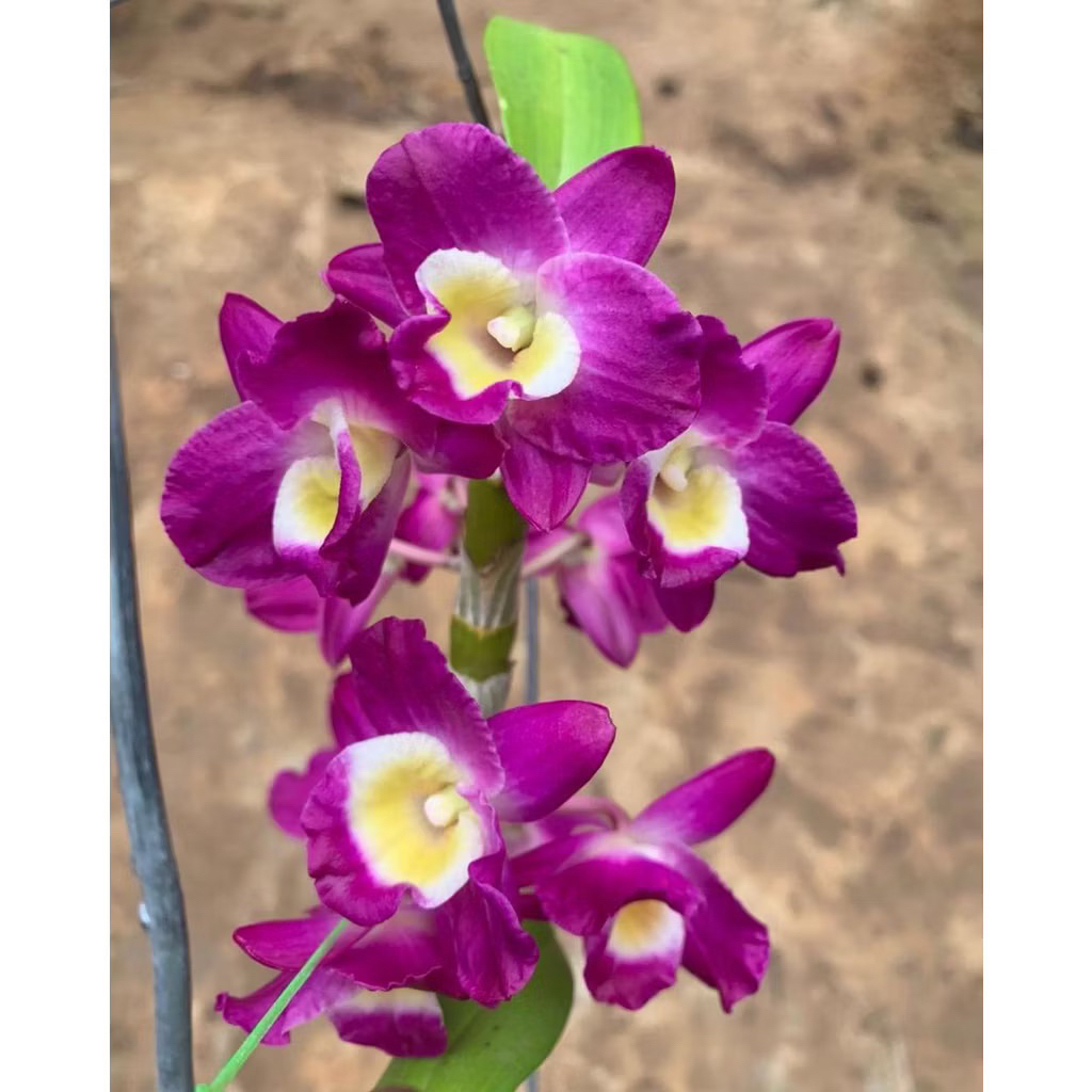 Anggrek Dendrobium Nobile Red River Remaja - Anggrek Remaja Nobile Red River