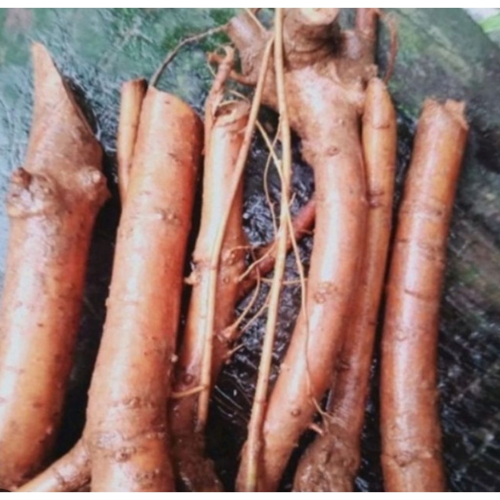 

Akar tuba segar pestisida nabati 1 kg