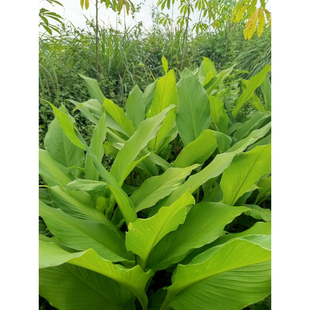 

jual daun kunyit/daun kunir segar (500gram) asli