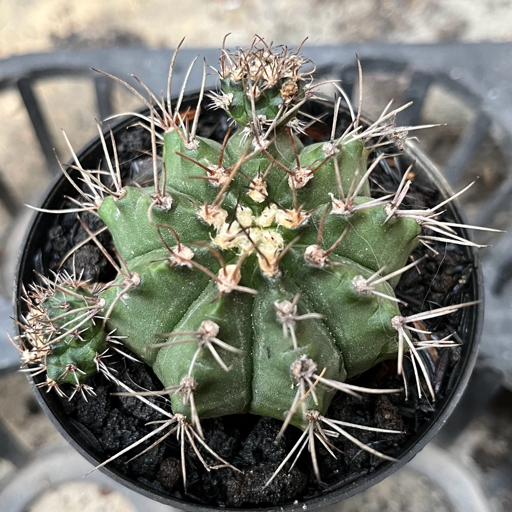 Kaktus Gymnocalicium Kaktus Hidup Kaktus Sukulen Kaktus Hidup Tanaman Hias Kaktus Sukulen Hidup