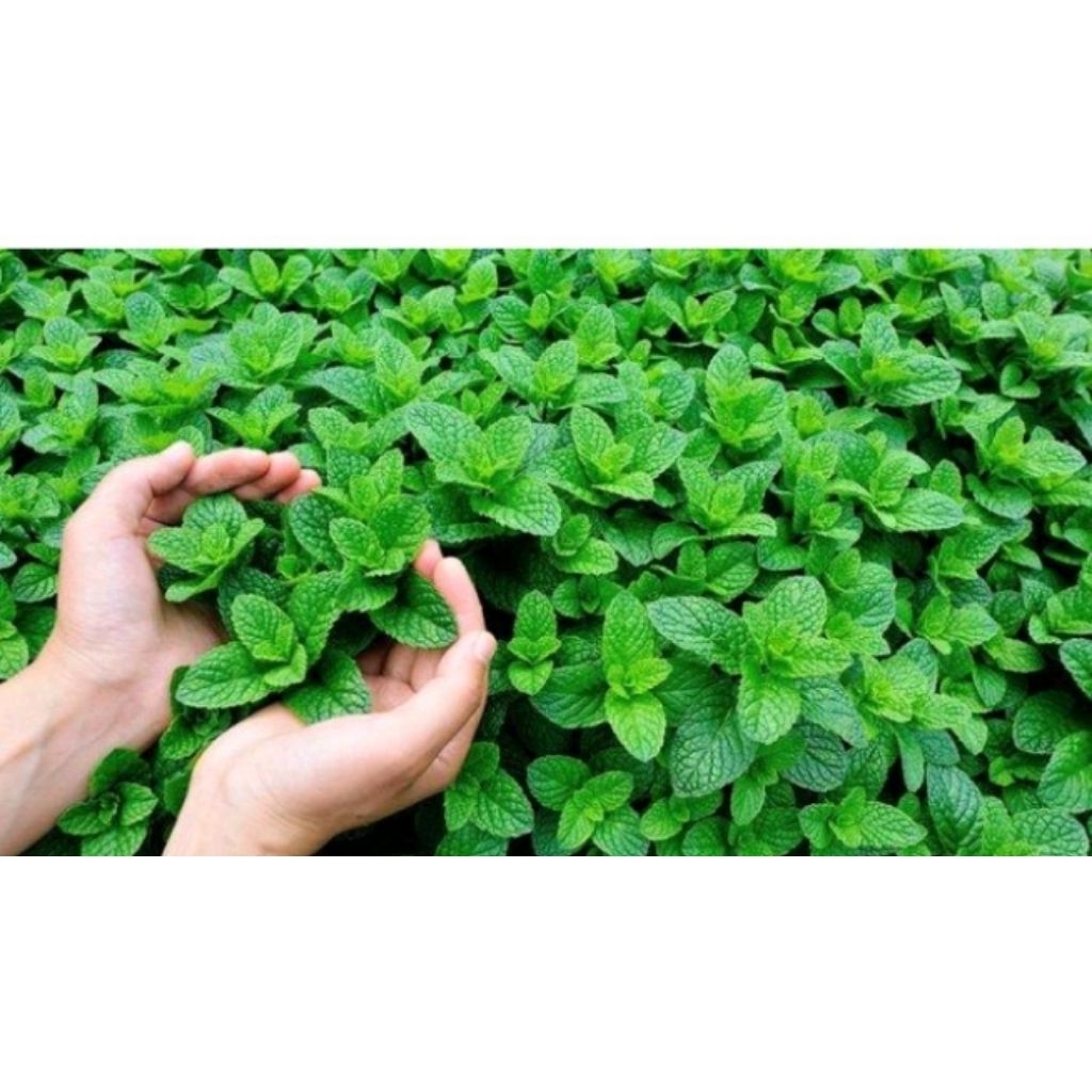 

daun mint segar 100gram
