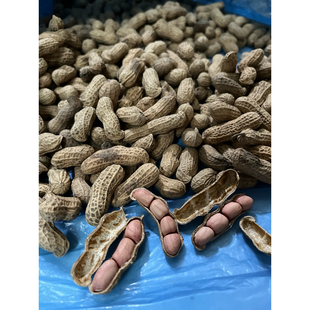 

Kacang Kulit Sangrai 1 Liter Kecil Rasa Original Gurih dan Manis asli dari kacangnya