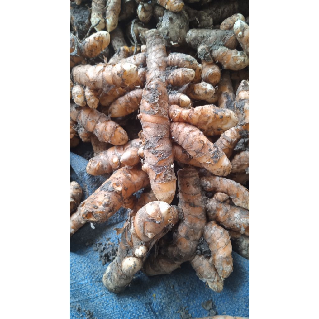 

kunyit super segar berat bersih 1kg