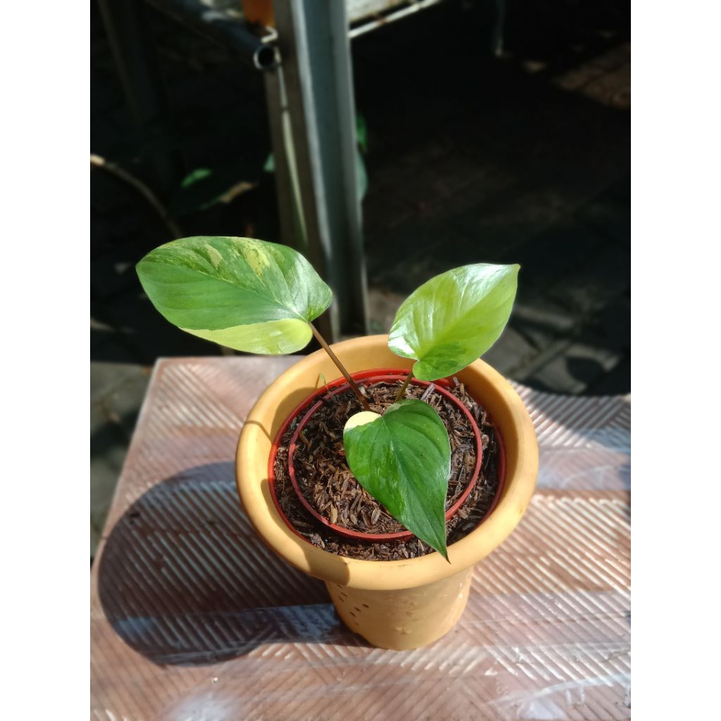 homalomena Rubescent Varigata