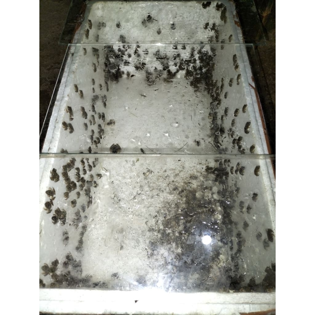katak pakan hidup 110 ekor