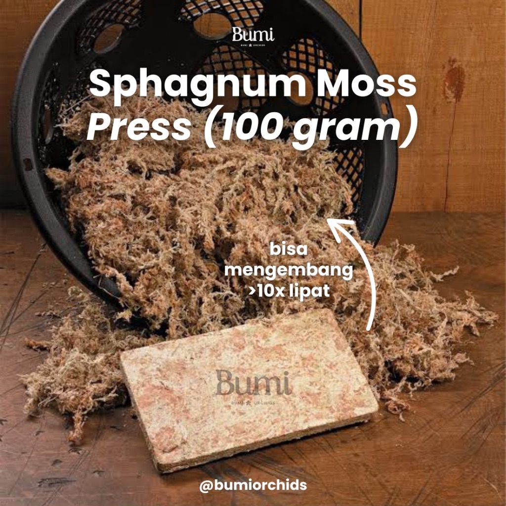 BUMI ORCHIDS Sphagnum Moss Press Premium (Import BUKAN LOKAL) - Media Tanam Anggrek Tanaman Hias Lum