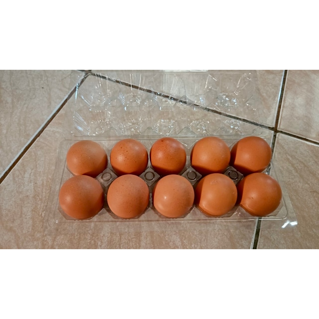 

Telur ayam negeri 10 butir
