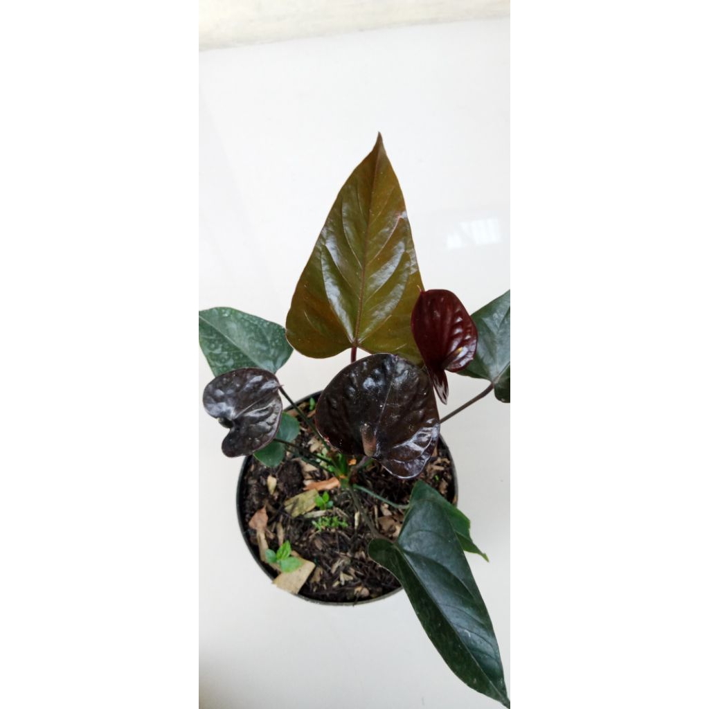 tanaman anthurium bunga hitam