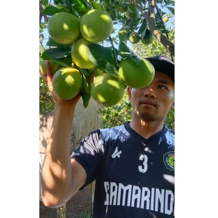 

BUAH JERUK BABY JAVA MANIS MALANG, BABY JAVA BERAT PER 10KG