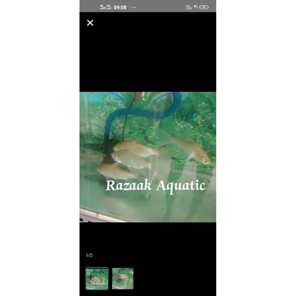 kaviat albino slayer 15cm