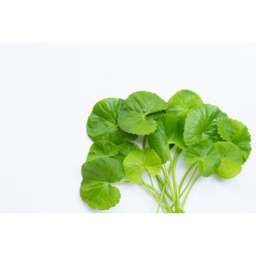 

daun pegagan asli/hijau herbal