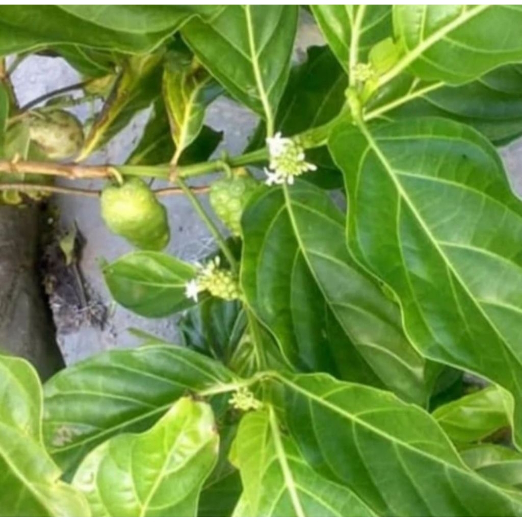 

Daun mengkudu segar obat herbal