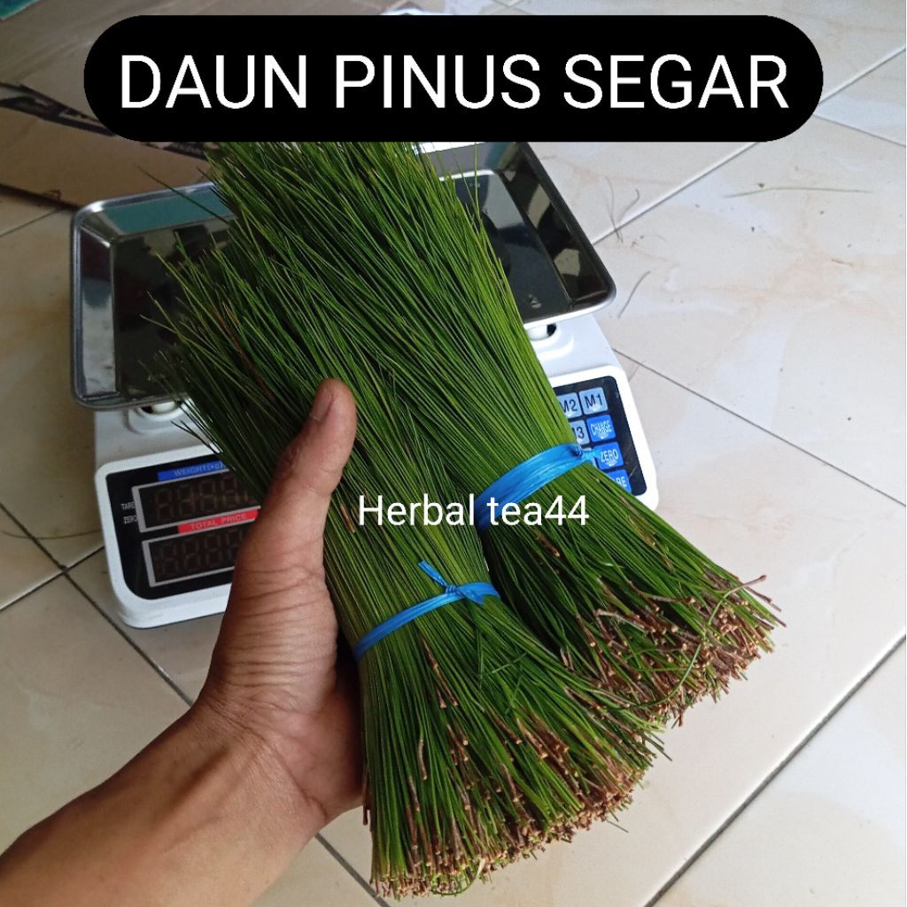 

Daun pinus segar tanpa batang paket 1 kg