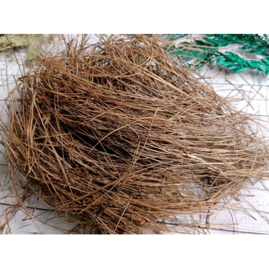 

daun pinus kering untuk sarang burung dll 500 gram