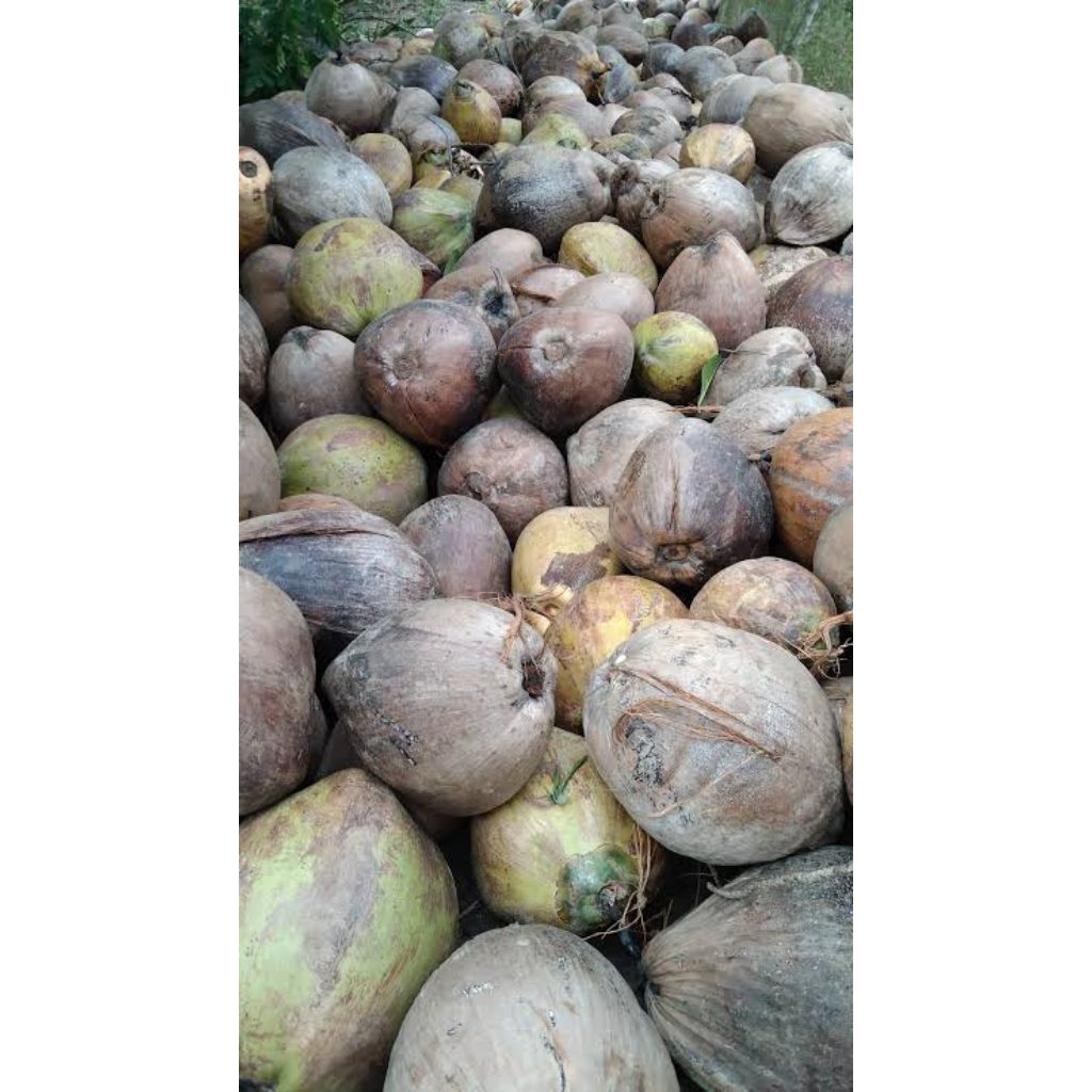 

kelapa tua