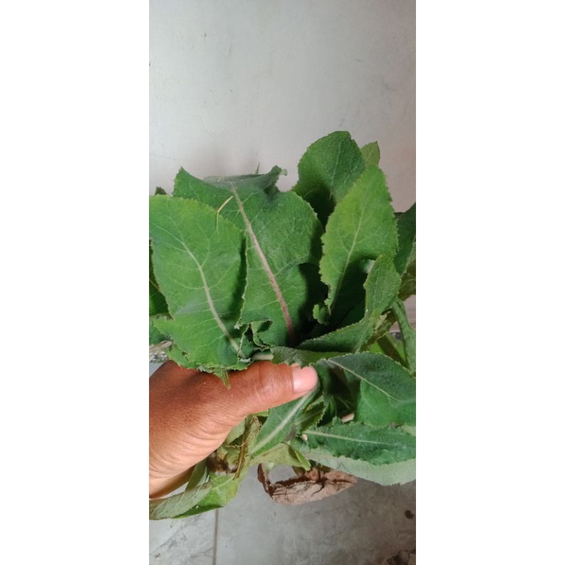 

DAUN TEMPUYUNG SEGAR