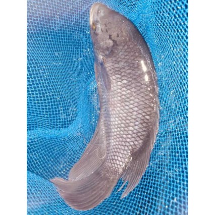 

Ikan gurame kirim fresh dibersihkan