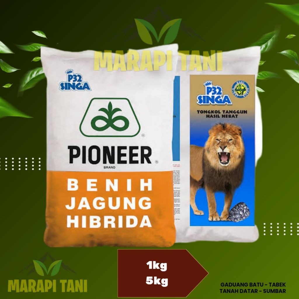 PIONEER P32 SINGA - BENIH JAGUNG HIBRIDA - BENIH JAGUNG PAKAN SUPER