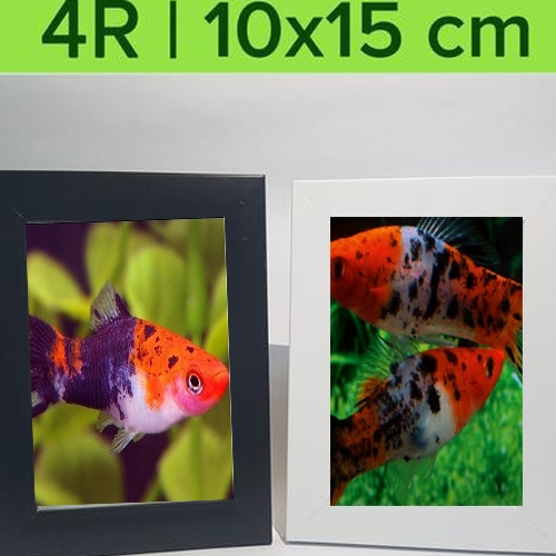 ( O ) IKAN PLATY SANKE