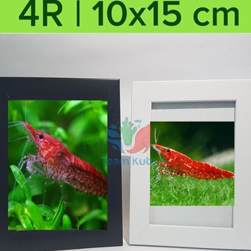 ( O ) UDANG HIAS RED CHERRY RCS