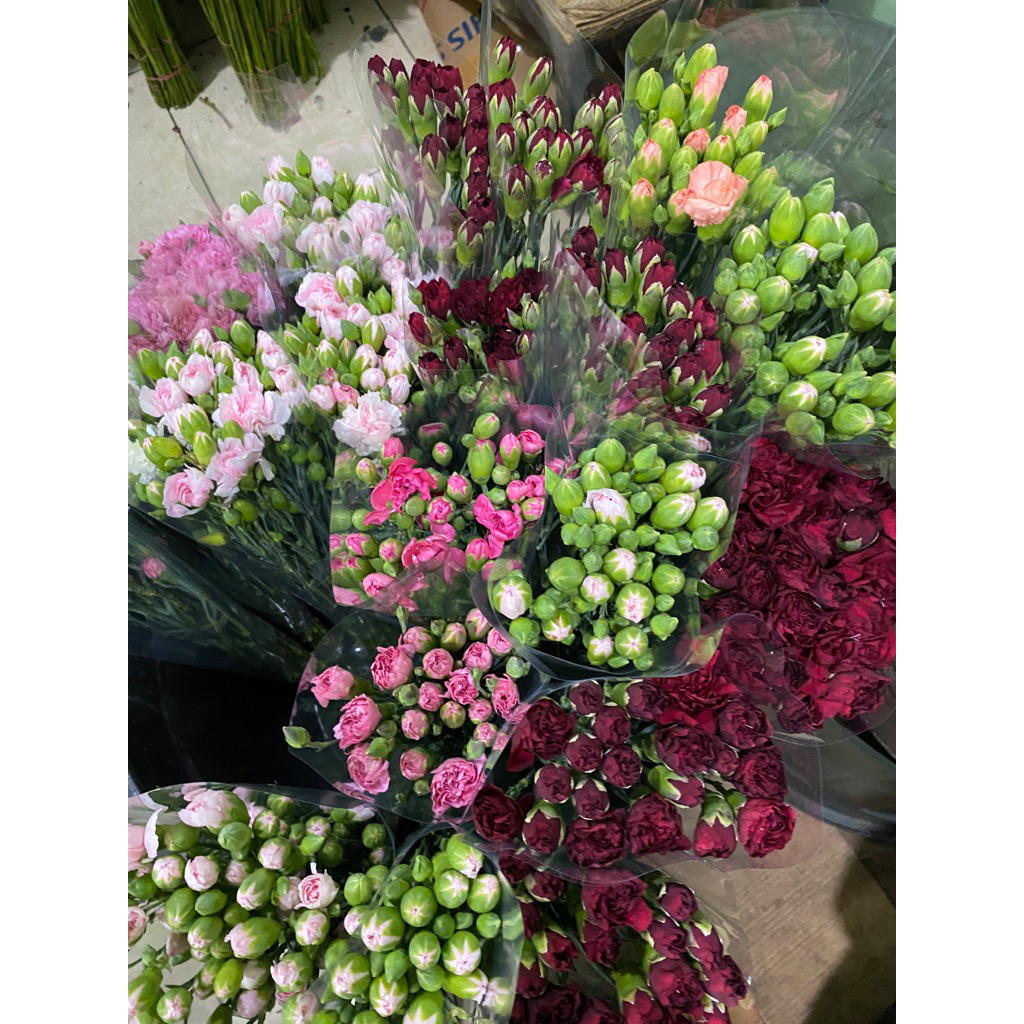 Bunga Carnation segar / Bunga Anyelir segar