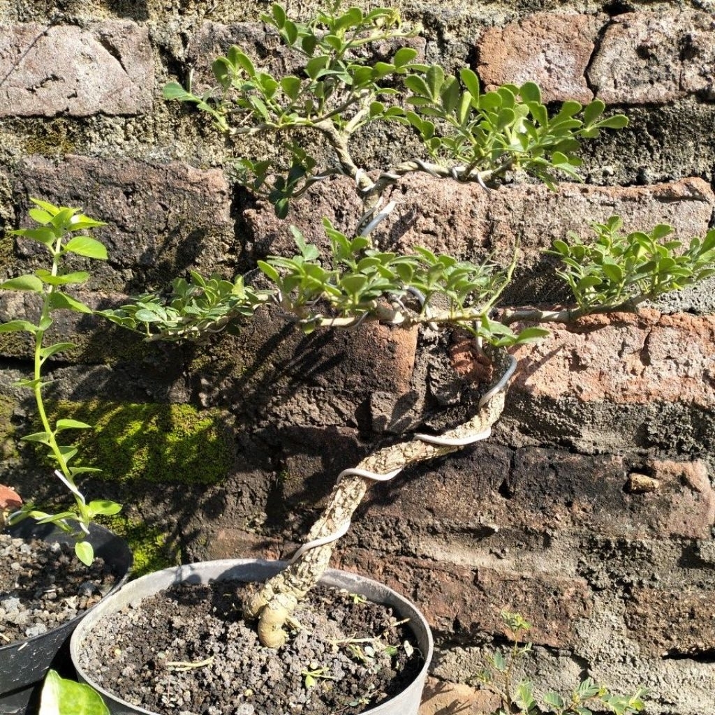 BAHAN BONSAI/KAWISTA BATU