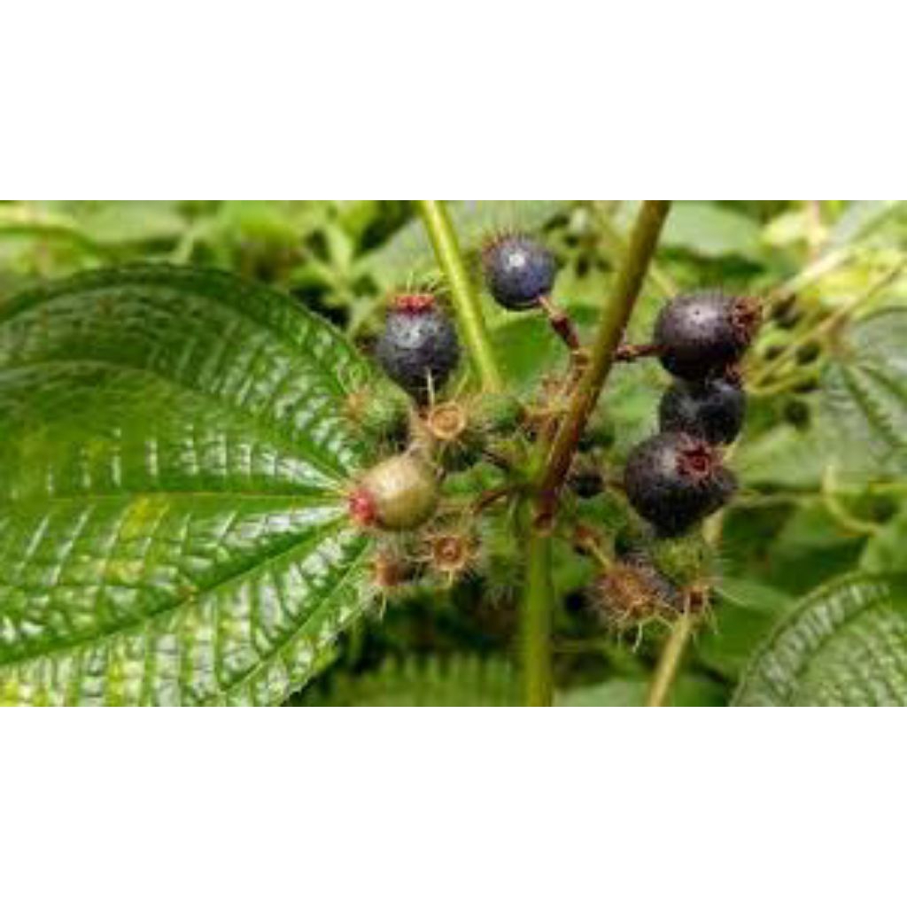

daun harendong asli 300grm