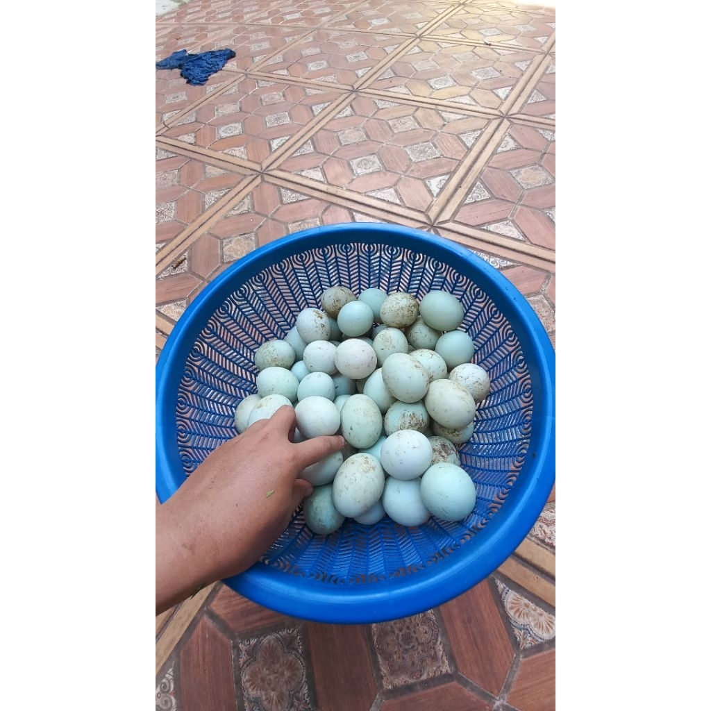 

telor bebek omega fres