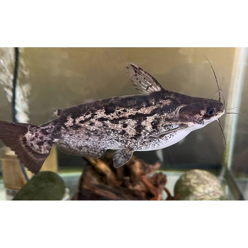 COLOMBIA CATFISH