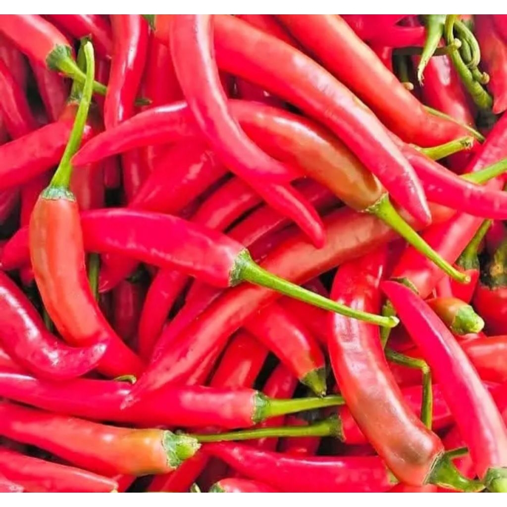 

Cabe Merah Besar Cabai TW Lombok Segar Fresh 1000gr 1000 gr gram 1 kg - Aneka Bumbu Dapur