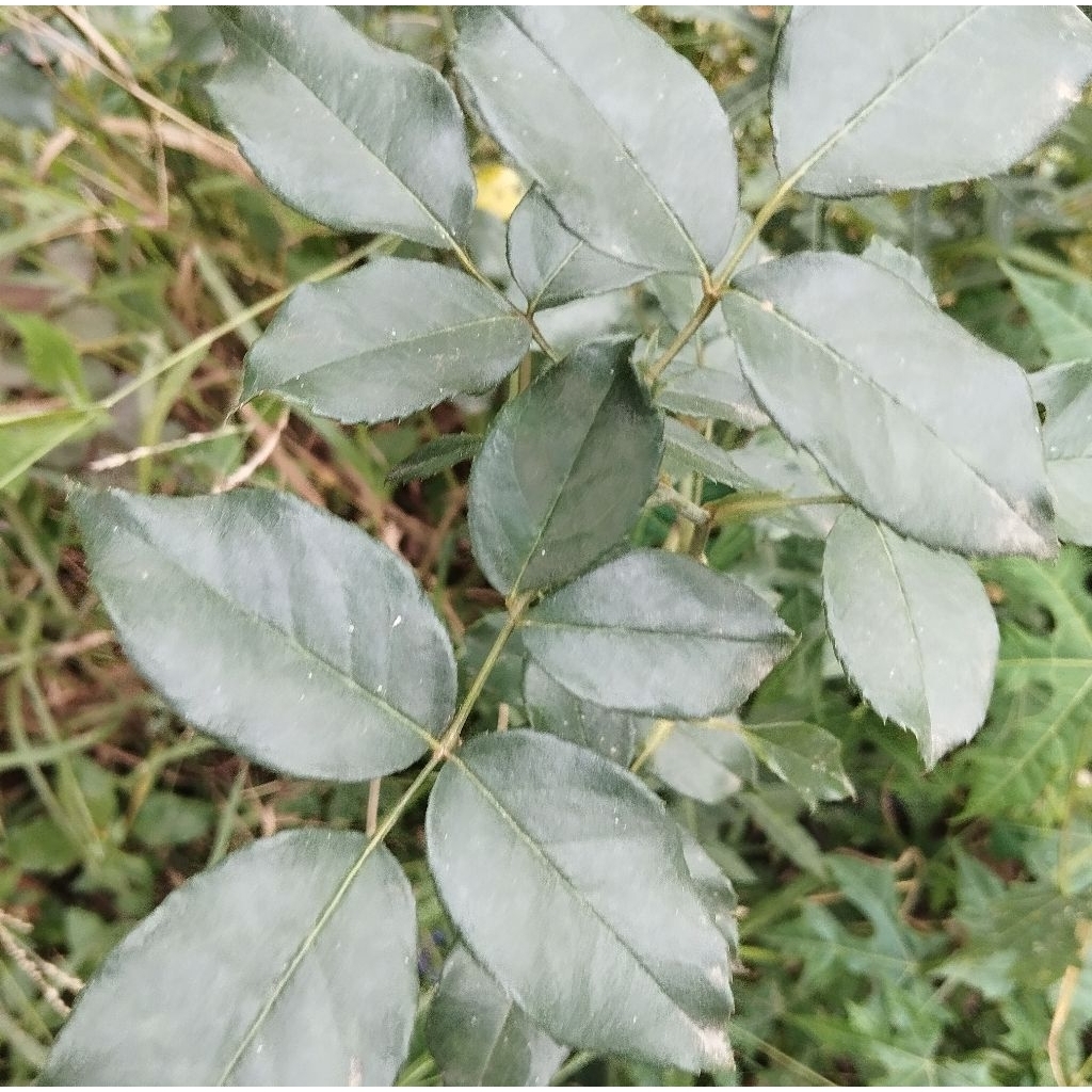 

Daun bunga mawar daun mawar segar 50 helai-az