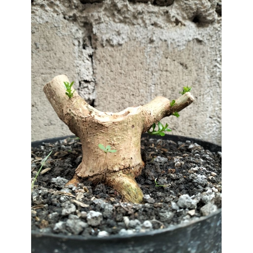 BAHAN BONSAI SANCANG PROKAR