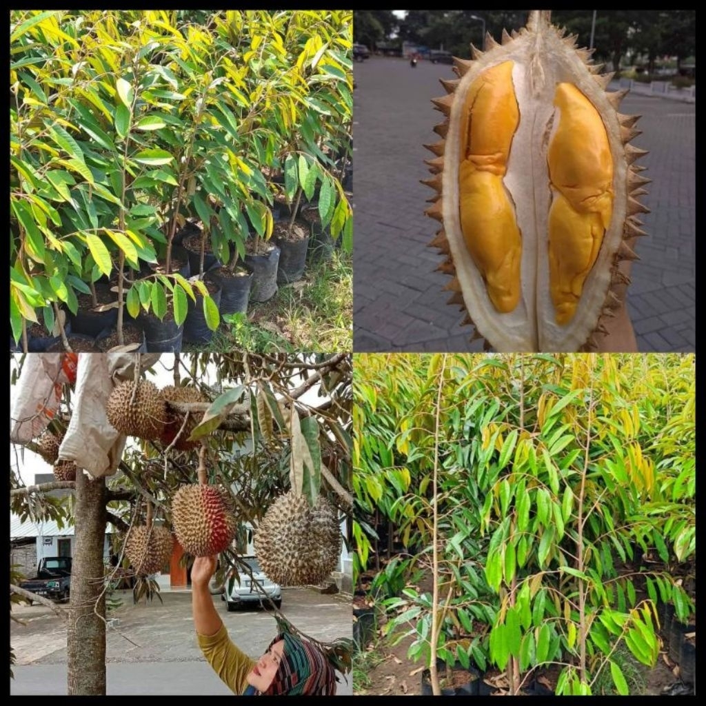 

DURIAN LAY KAKI 3 HASIL STEK BATANG