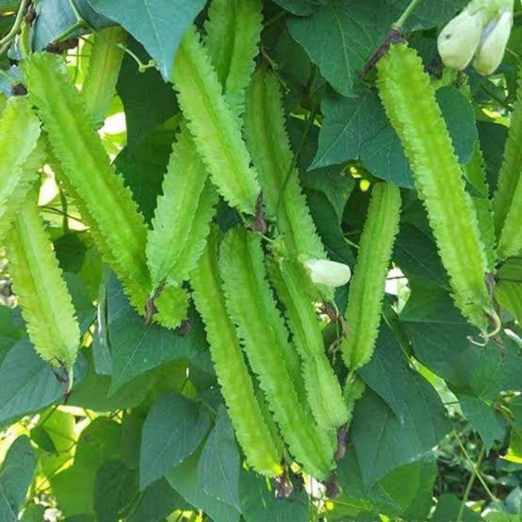 

(promo) Bibit kecipir/kacang botor//ja'at 20± butir biji