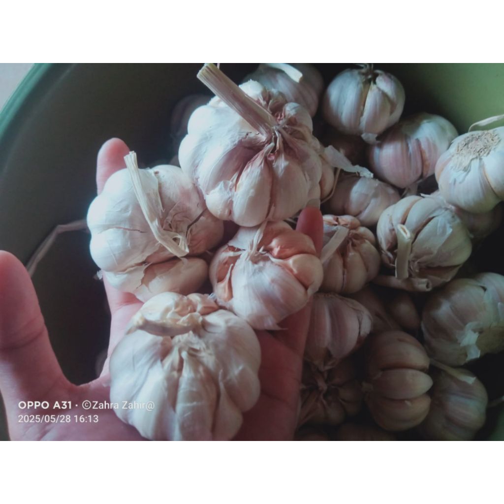 

bawang putih