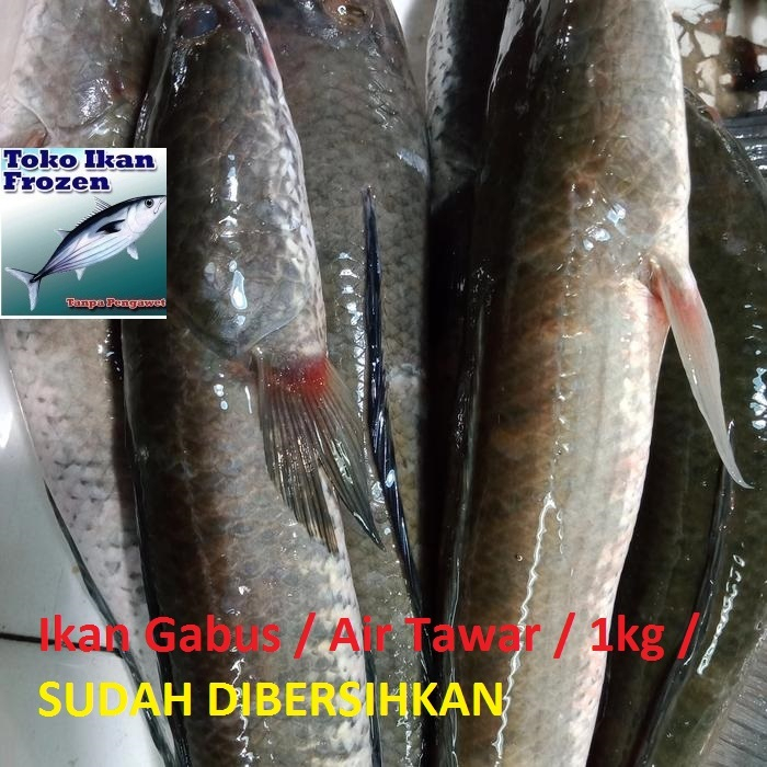 

IKAN GABUS Frozen / Air Tawar / 1 kg / SUDAH DIBERSIHKAN