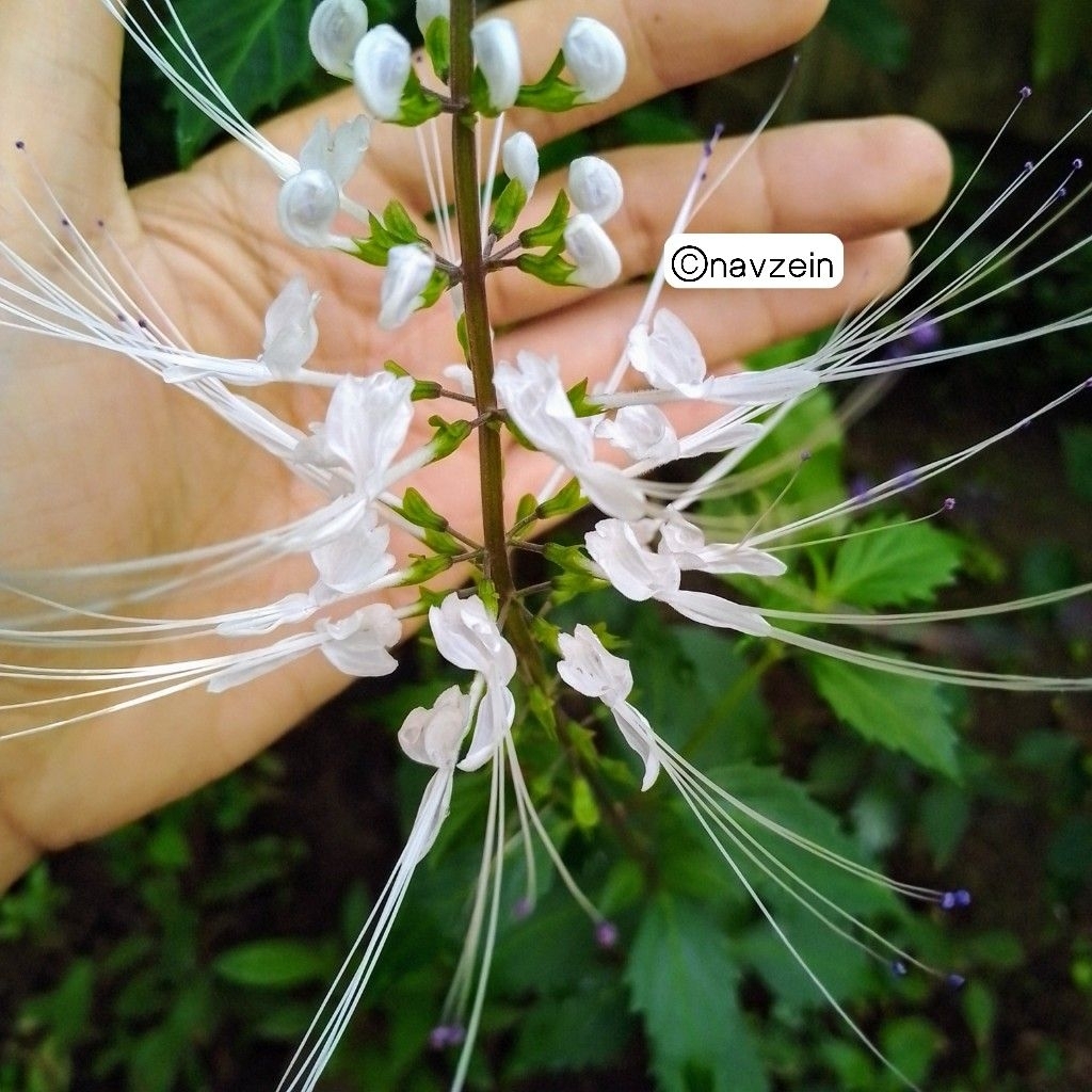 

Bibit Tanaman Kumis Kucing Siap Tanam Herbal Penyembuh Alami