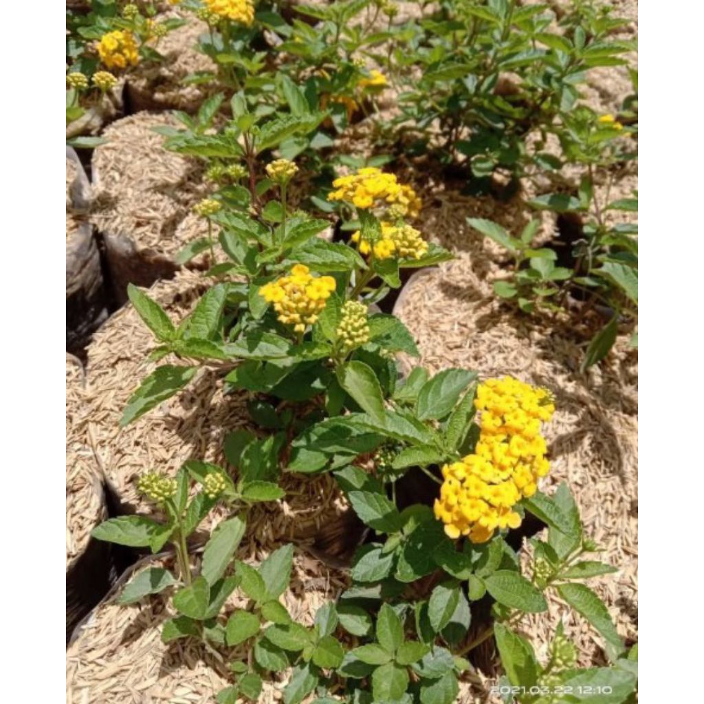 BUNGA LANTANA KUNING / TANAMAN HIAS LANTANA KUNING