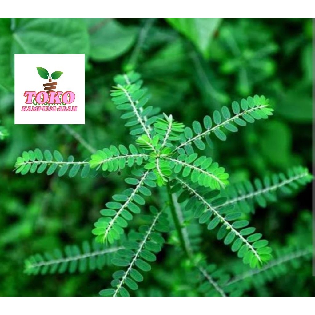 

daun meniran fresh 250grm