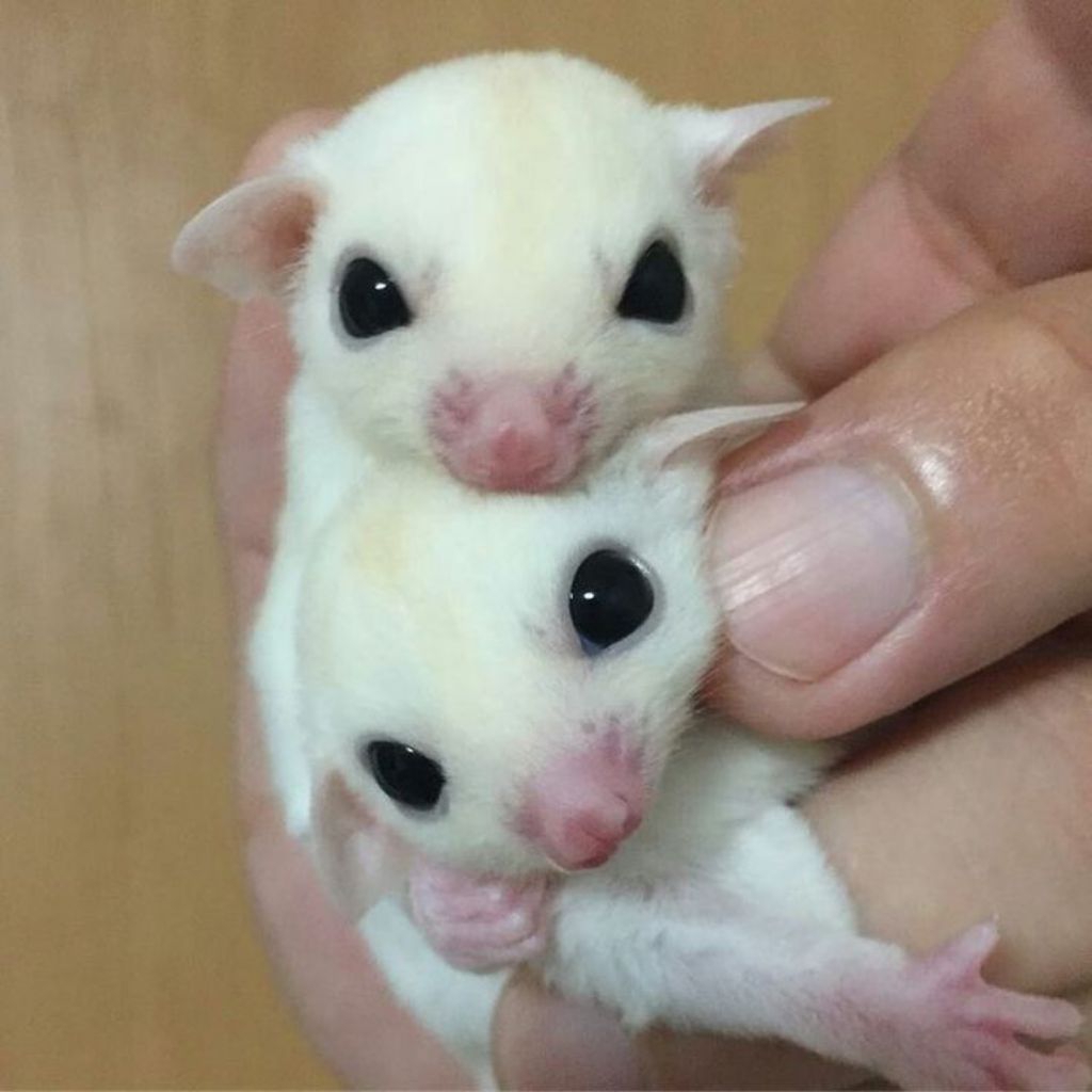 Sugar Glider Joy Leu Jantan Betina Jinak