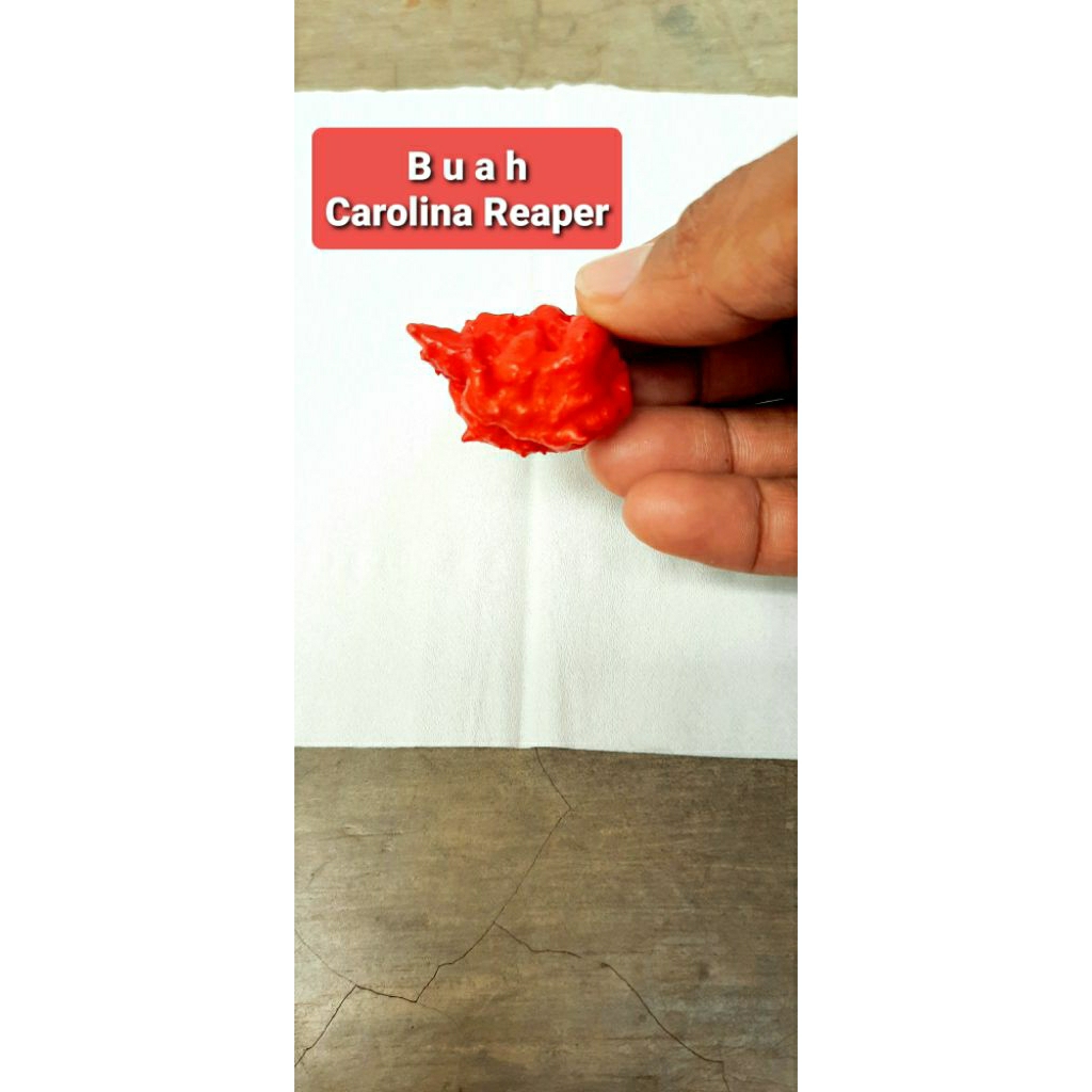 

1 pcs Buah Cabai Carolina Reaper buah Cabai Terpedas buah Cabe Pedas