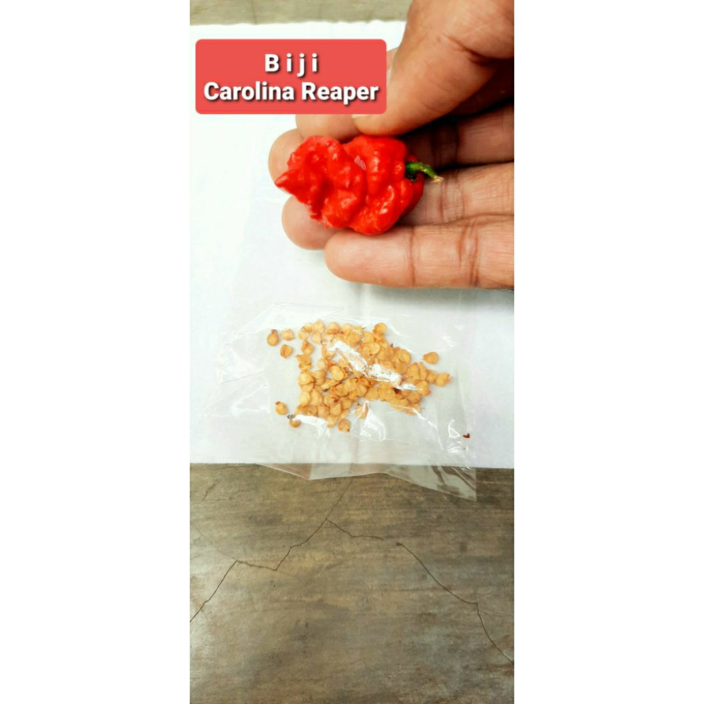 

10 biji Carolina Reaper Cabai Terpedas Cabe Pedas