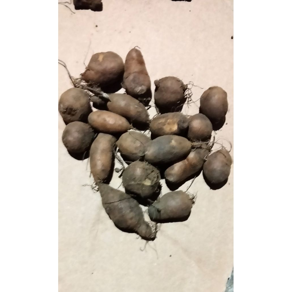 

Umbi kentang hitam / kentang kleci 500 gram