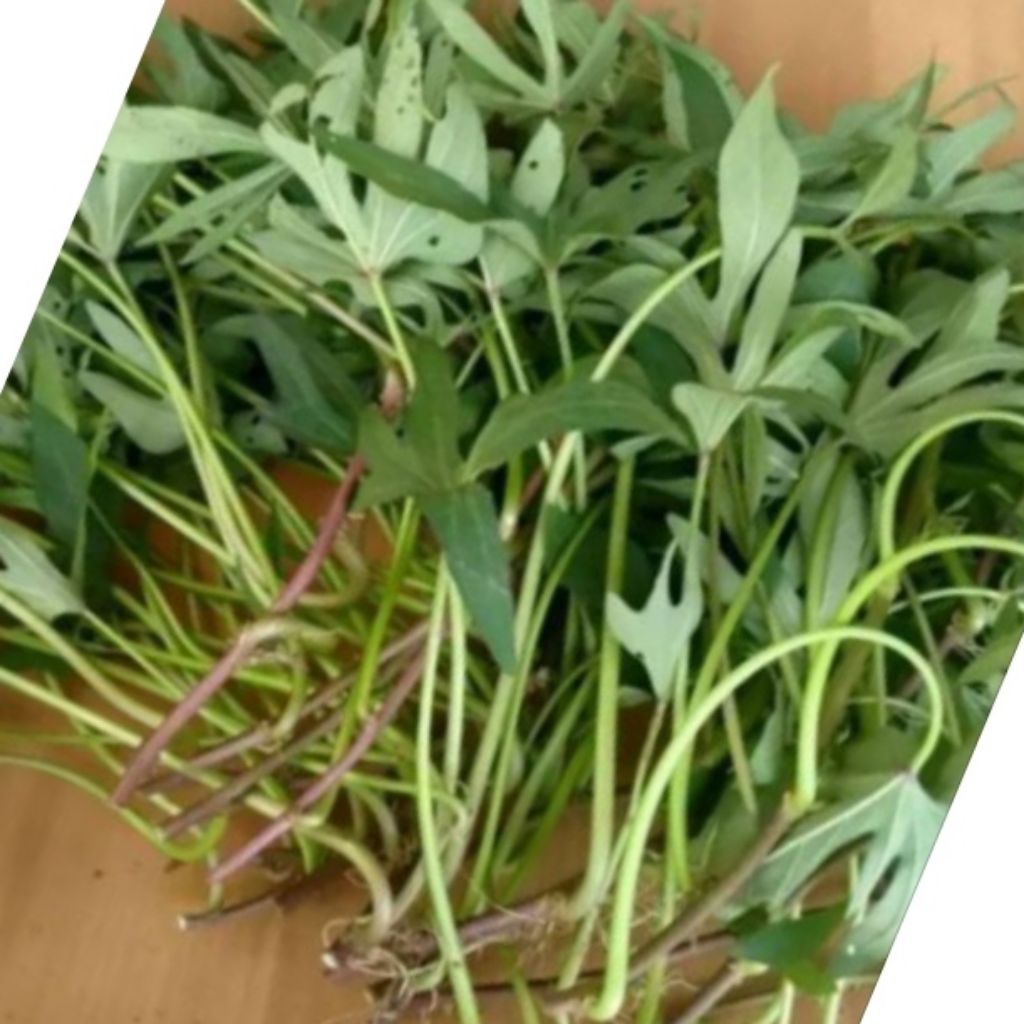 . 1 Stek bibit Ubi Cilembu madu / Ubi Madu cilembu / Ubi jalar cilembu/ ketela madu cilembu