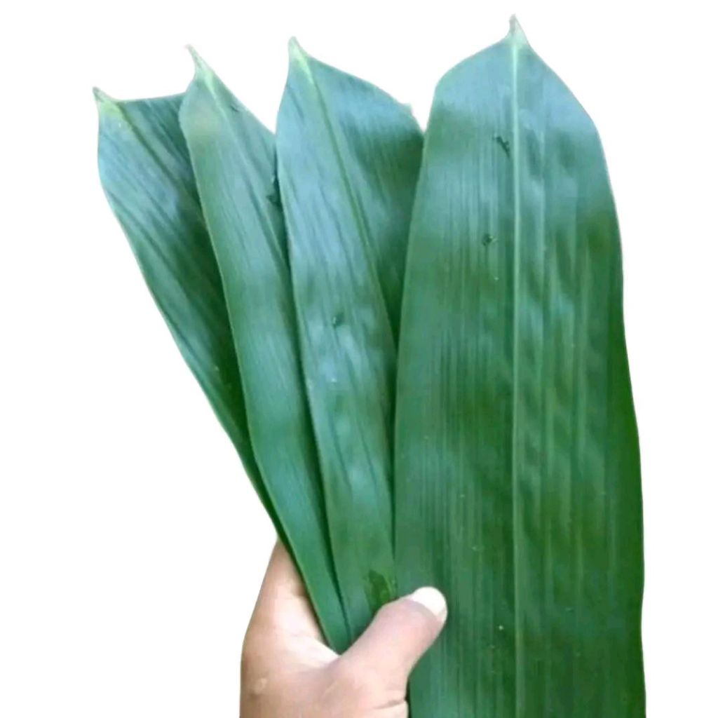 

(isi 60 pcs) DAUN BAMBU JUMBO/daun bambu segar/daun bambu kering/daun bakcang