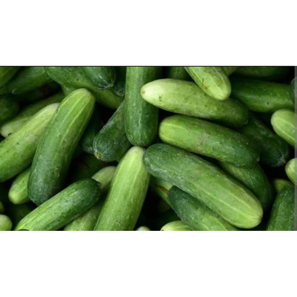 

COD| Timun Segar 500 gram